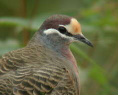 Image of Common Bronzewing