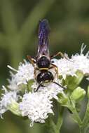 Image of Philanthus gibbosus (Fabricius 1775)