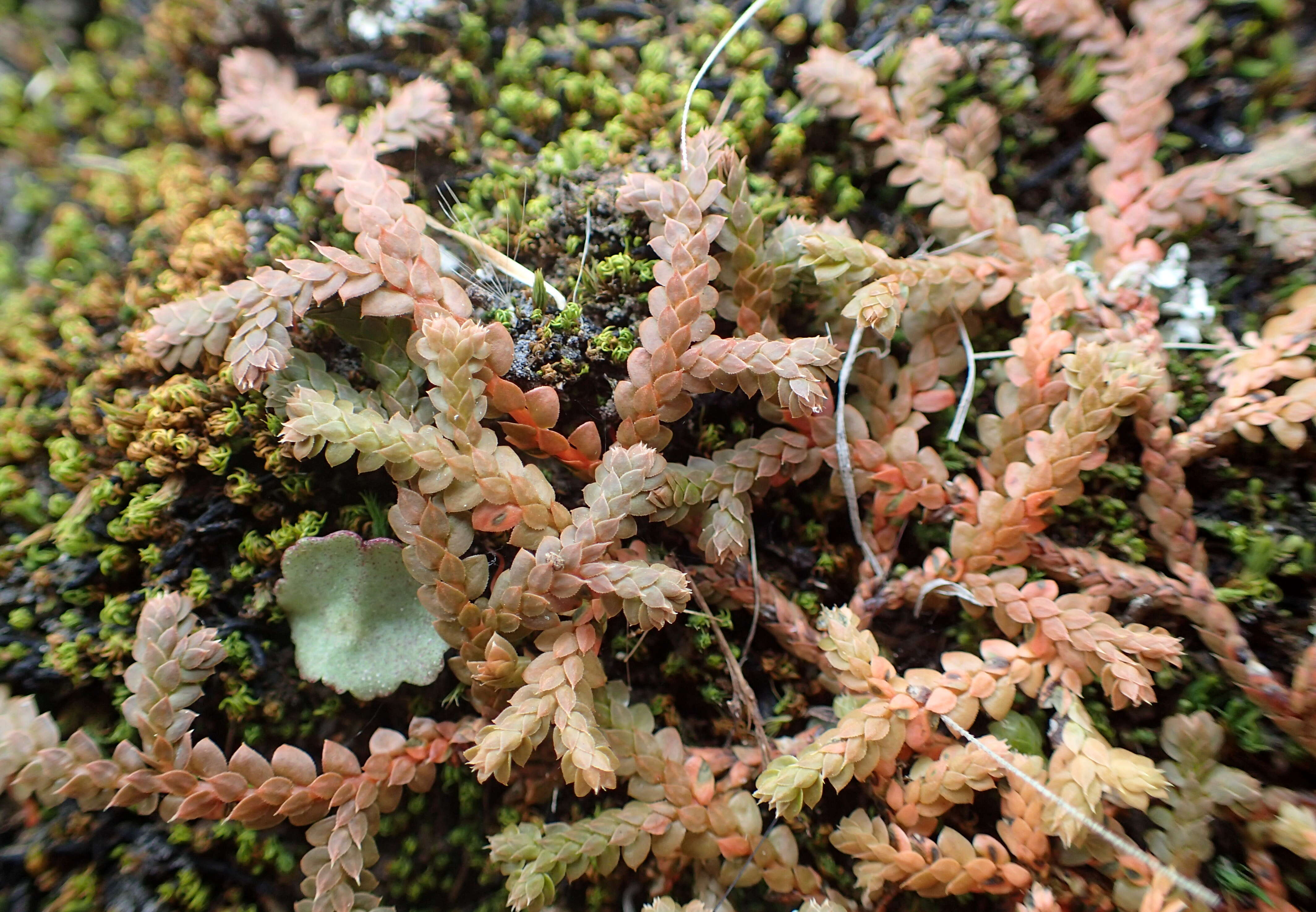 Imagem de Selaginella denticulata (L.) Spring