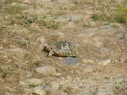 Image of Hermann's Tortoise