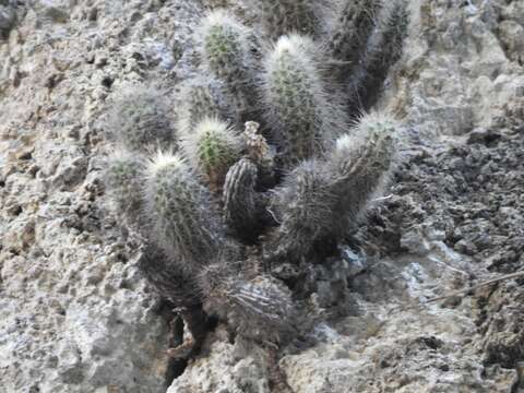 Image of <i>Echinocereus koehresianus</i>