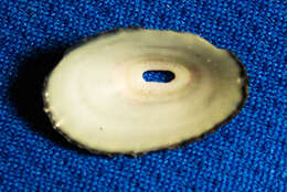 Image of volcano keyhole limpet