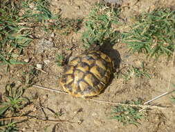 Image of Hermann's Tortoise