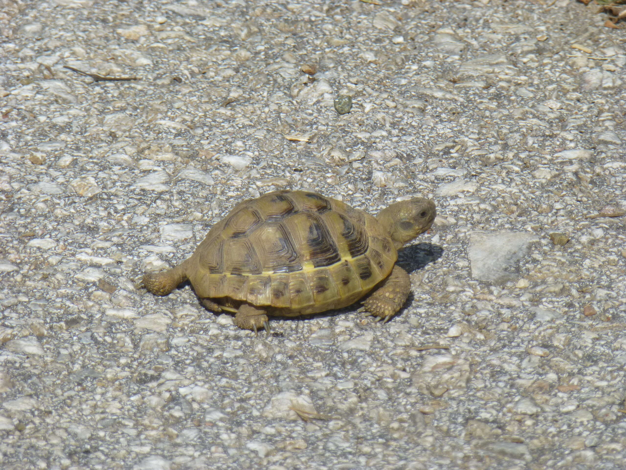 Image of Hermann's Tortoise