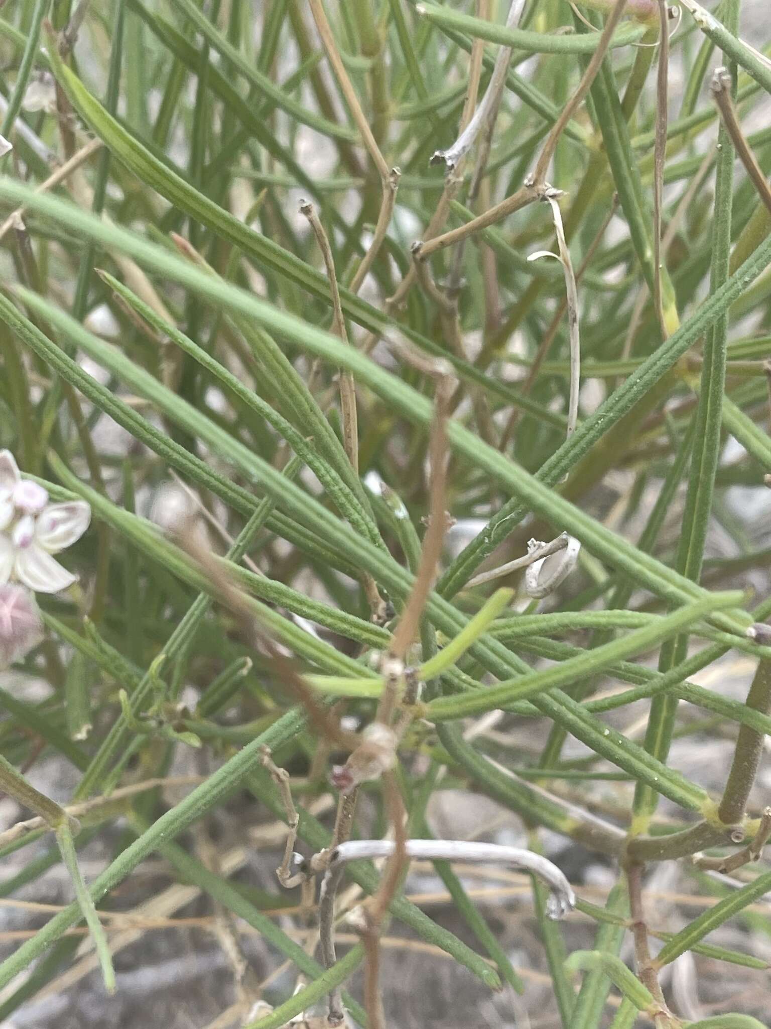 Image of Asclepias cucullata (Schltr.) Schltr.