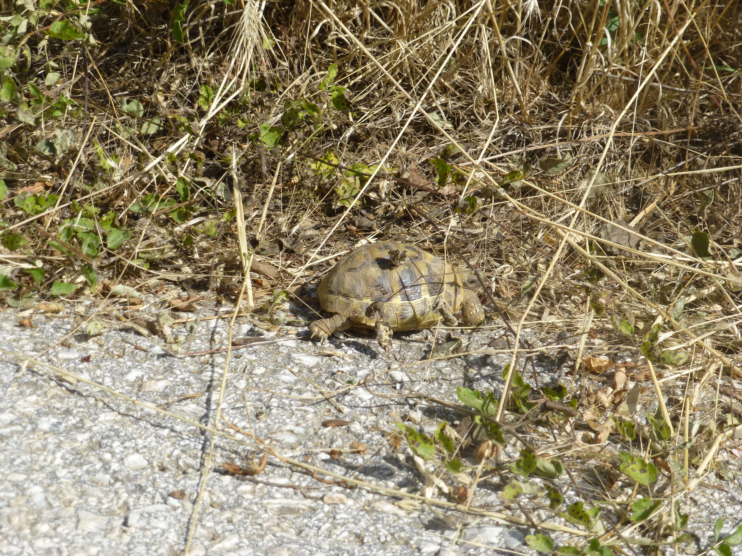 Image of Hermann's Tortoise