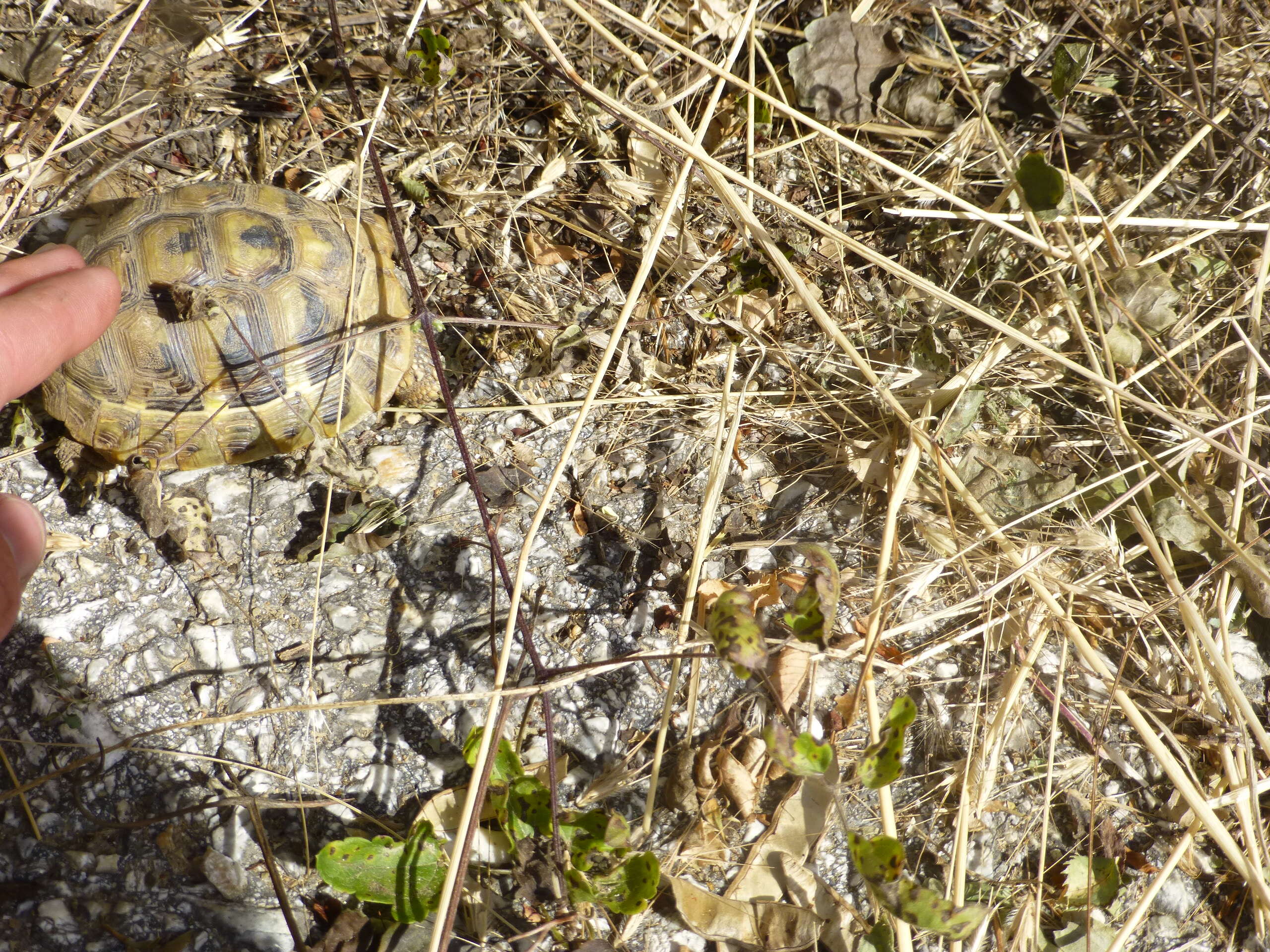 Image of Hermann's Tortoise