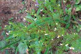 Tagetes filifolia Lag. resmi