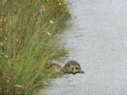 Image of Hermann's Tortoise