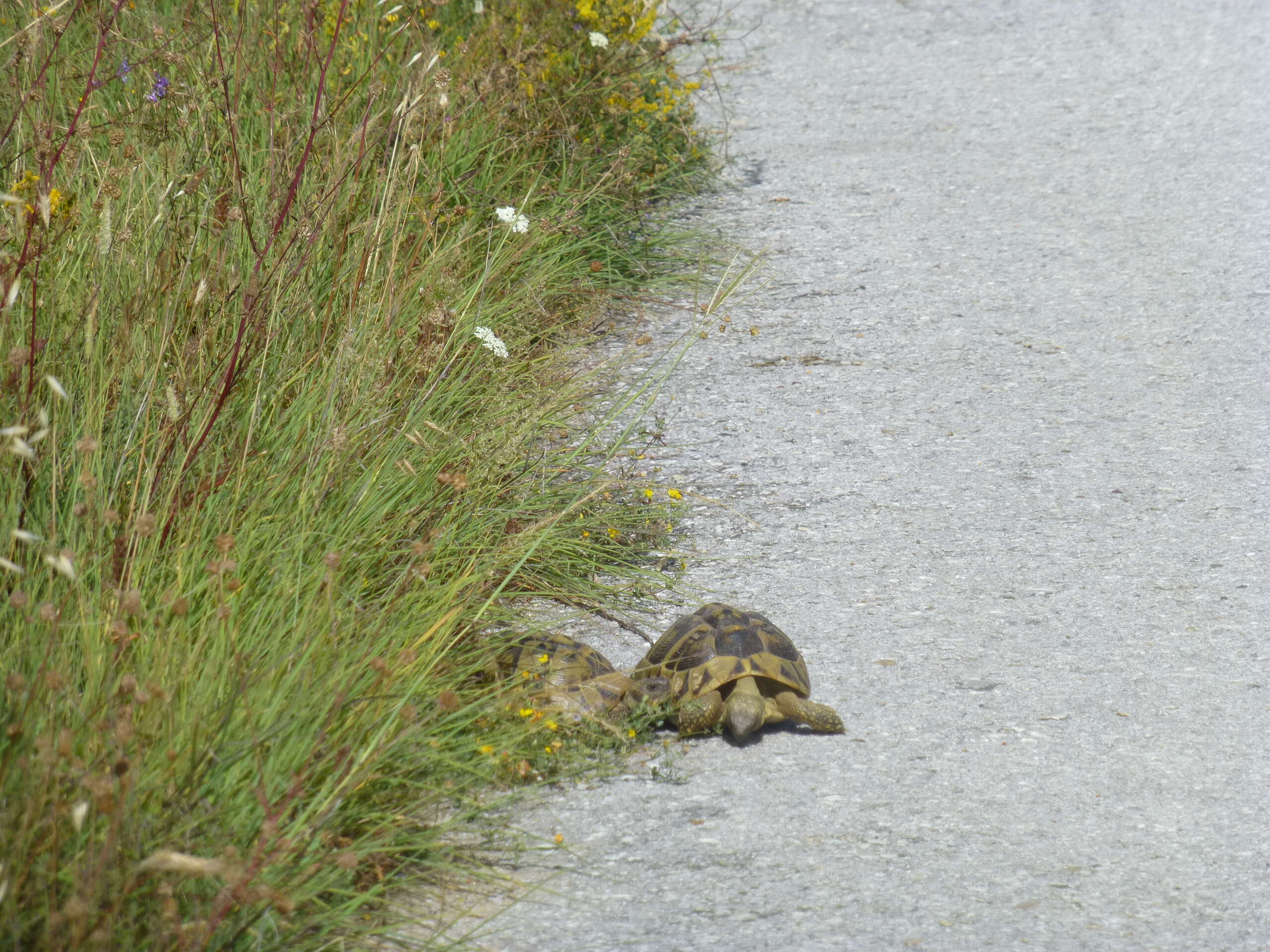 Image of Hermann's Tortoise