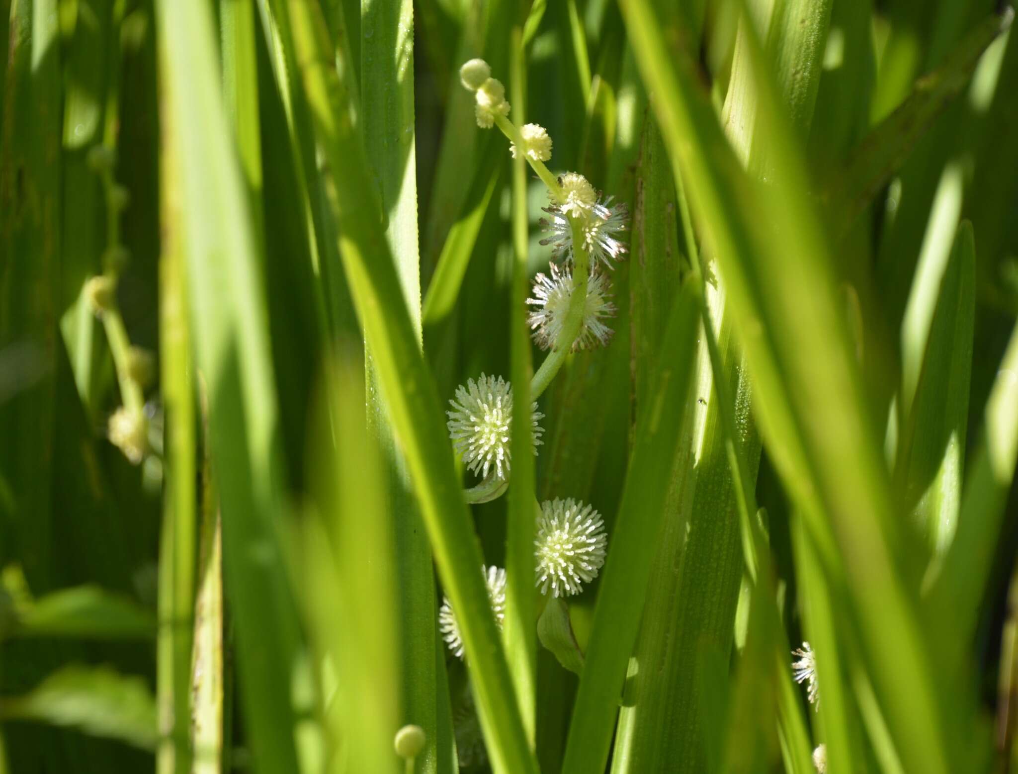 Image of American bur-reed