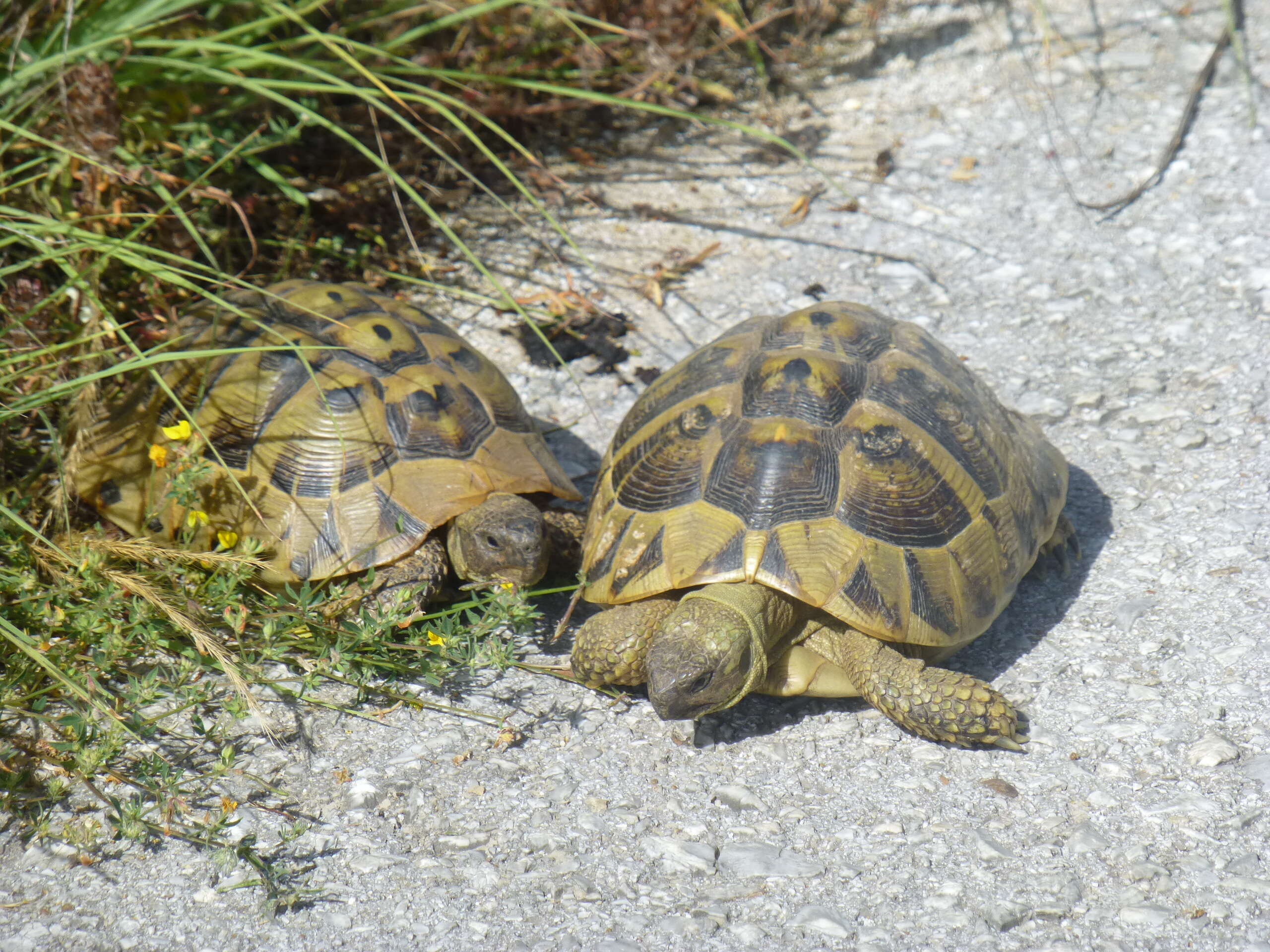 Image of Hermann's Tortoise