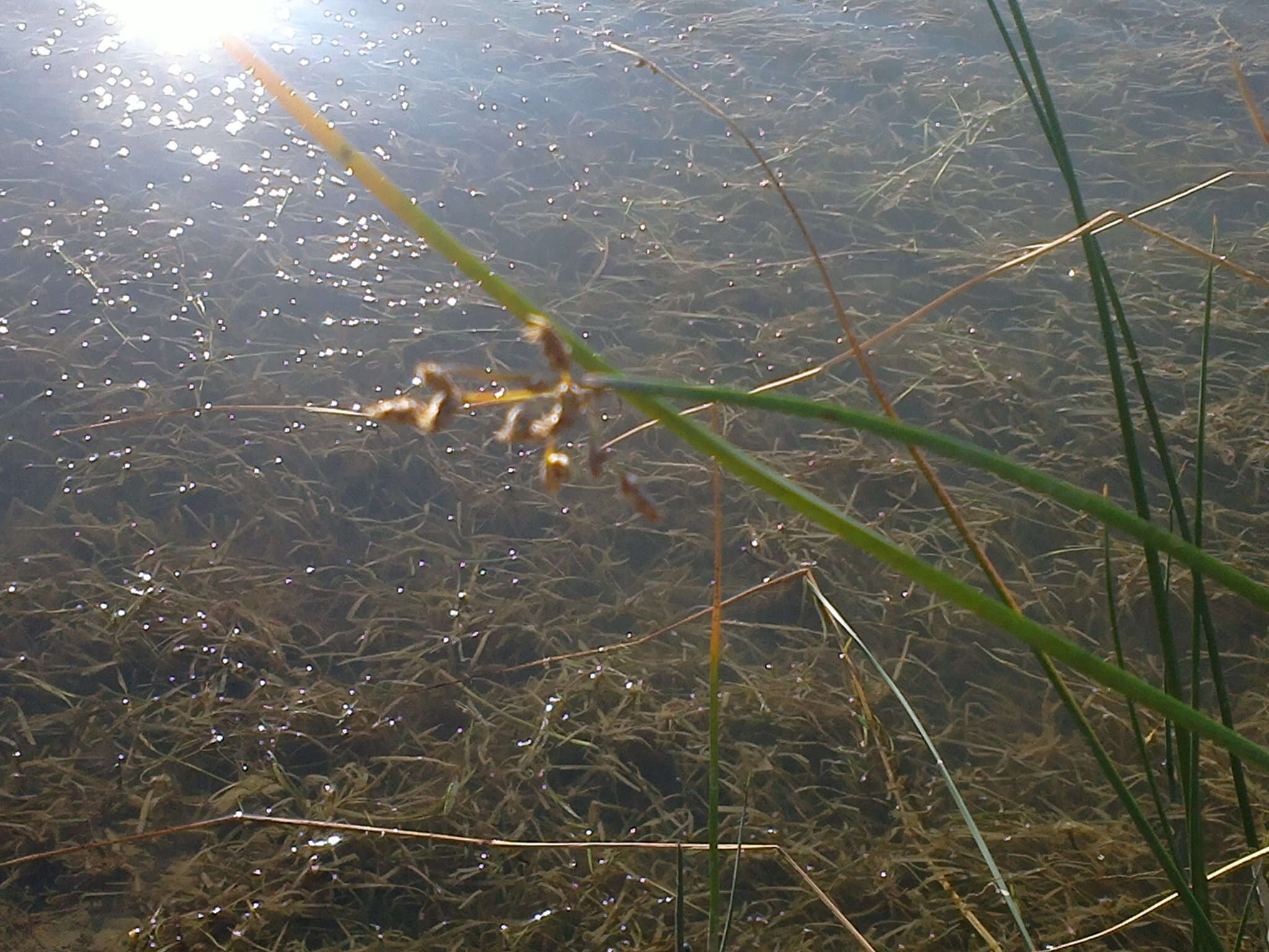 Sivun Schoenoplectus litoralis (Schrad.) Palla kuva