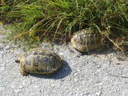 Image of Hermann's Tortoise