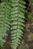 Image de Asplenium crinicaule Hance