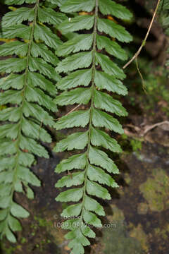 Image of Asplenium crinicaule Hance