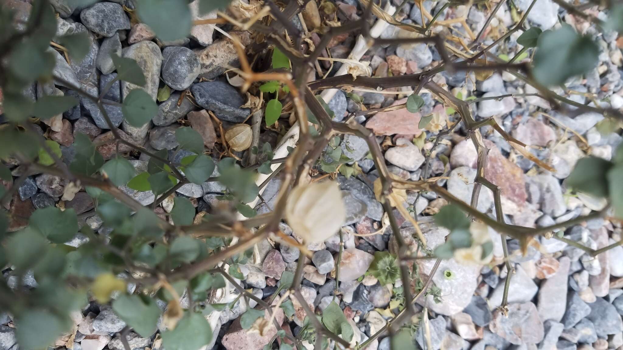 Image of yellow nightshade groundcherry