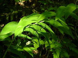 Image de Polygonatum biflorum (Walter) Elliott