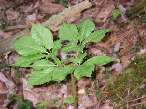 Panax quinquefolius L. resmi