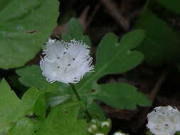 Image of fringed phacelia