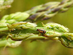 Image of Crioceris paracenthesis (Linnaeus 1767)