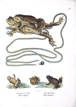 Image of Common Toad