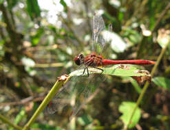 Image of Ruddy Darter