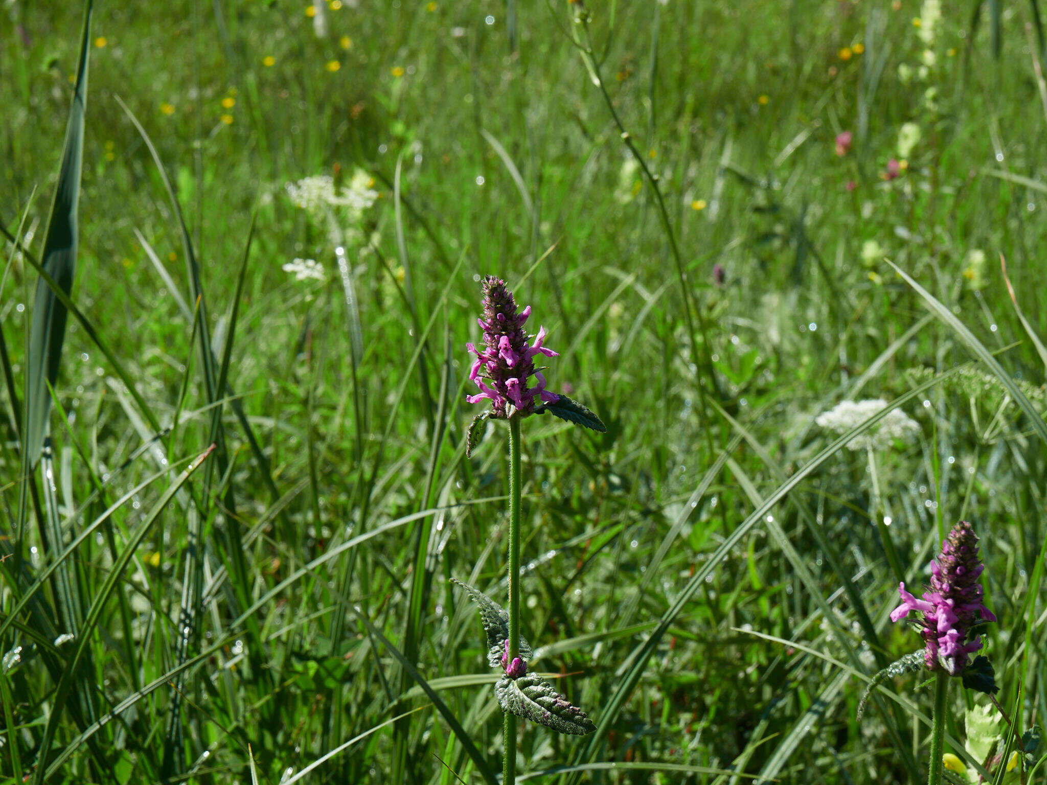 Image de Betonica officinalis L.