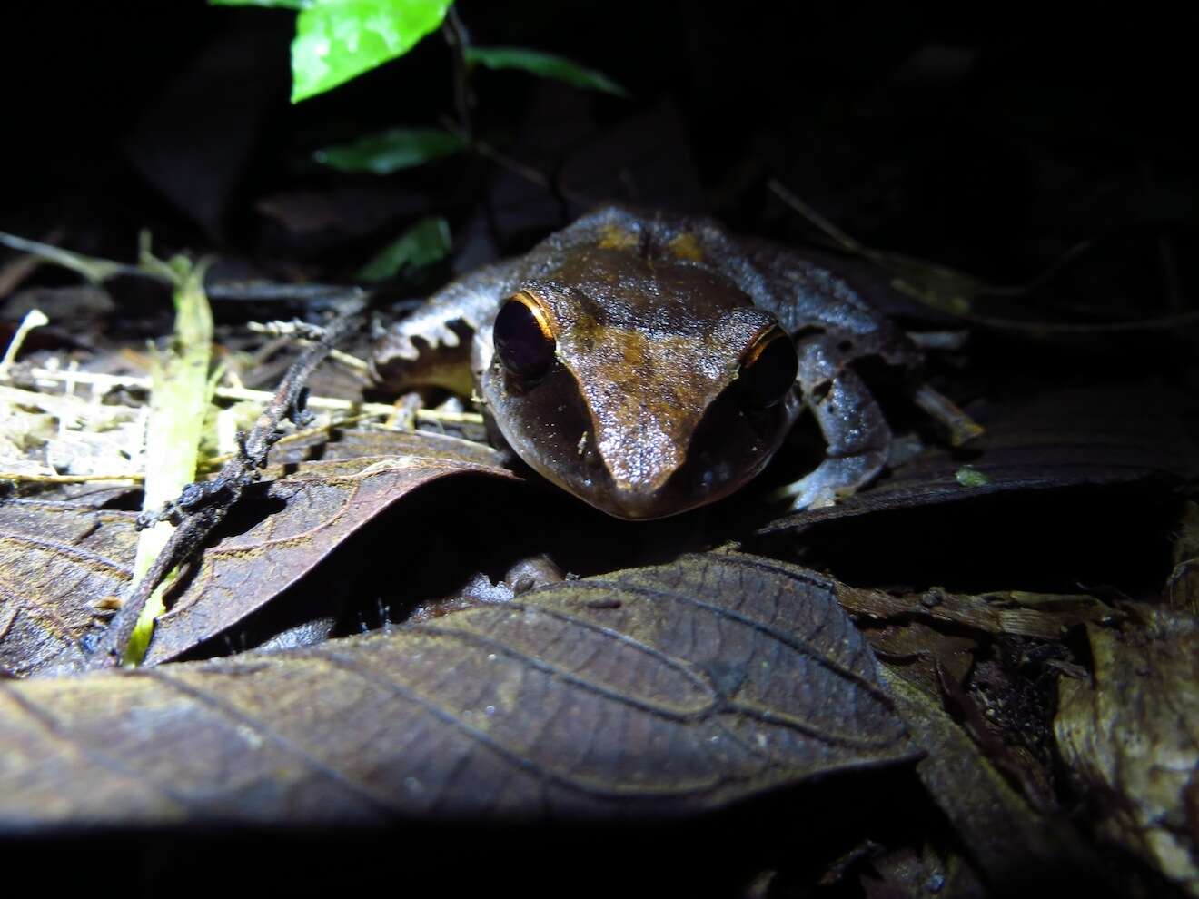 Image of Tilaran Robber Frog