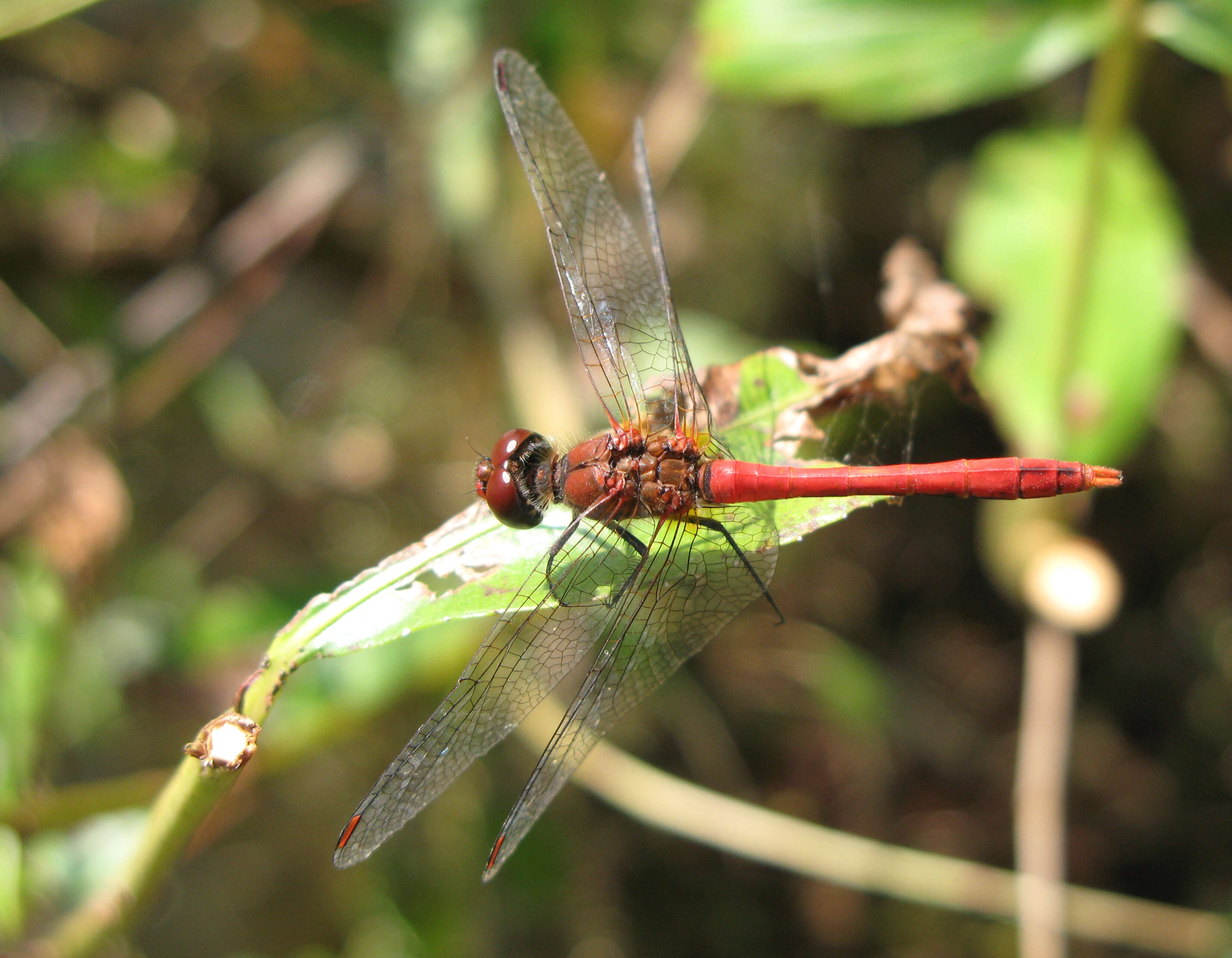 Image of Ruddy Darter