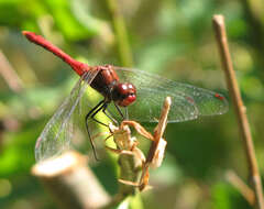 Image of Ruddy Darter