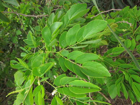 Image of Mimosa caesalpiniifolia Benth.