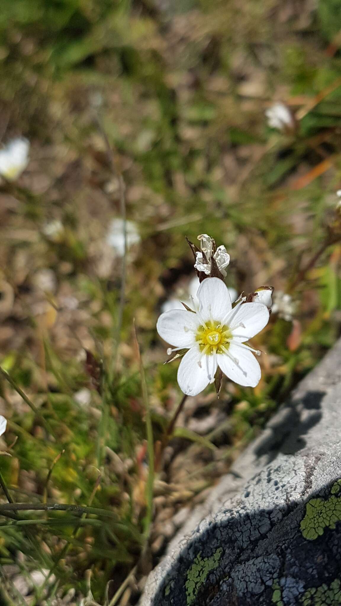 Image of Livelong Saxifrage