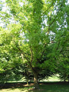 Image of Chinese cork oak