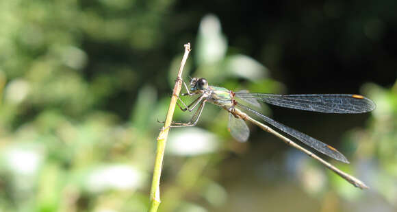 Image of Chalcolestes Kennedy 1920