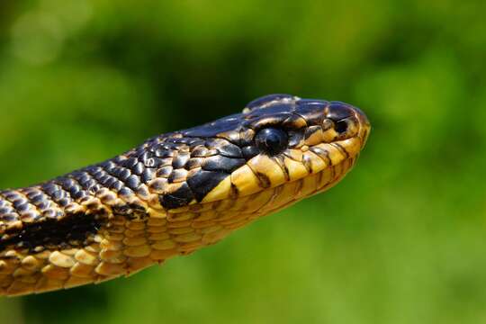 Image of East-Four-lined Ratsnake