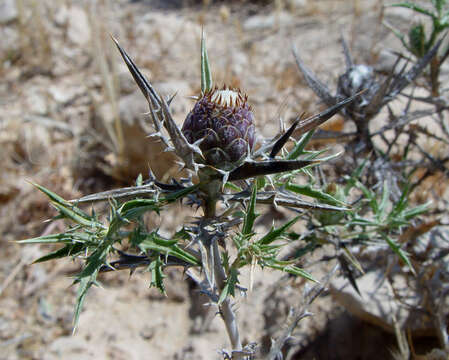 Image of Atractylis phaeolepis Pomel