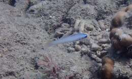 Image of Blue gudgeon