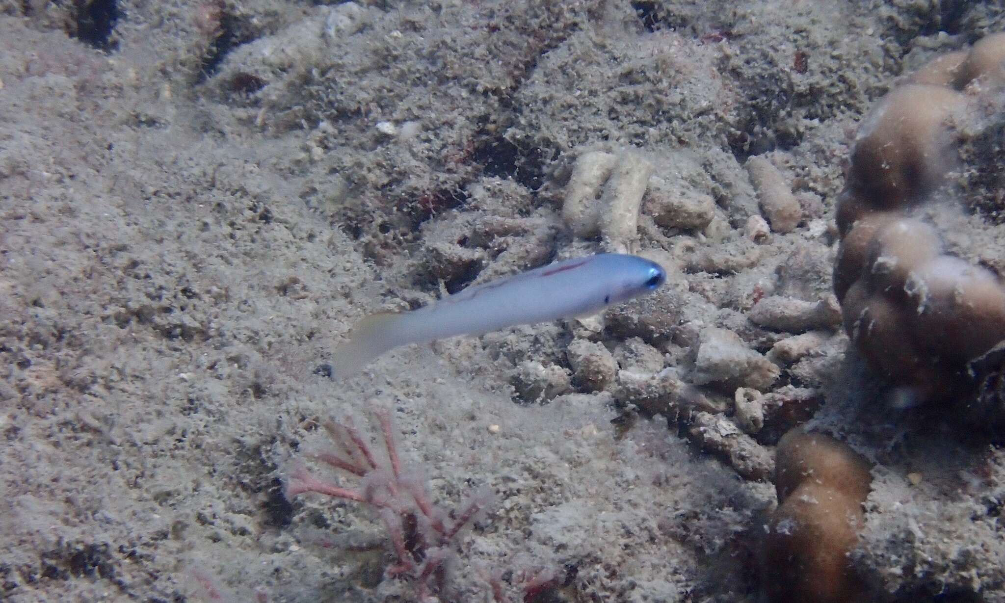 Image of Blue gudgeon