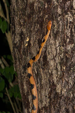 Image de Telescopus semiannulatus semiannulatus A. Smith 1849