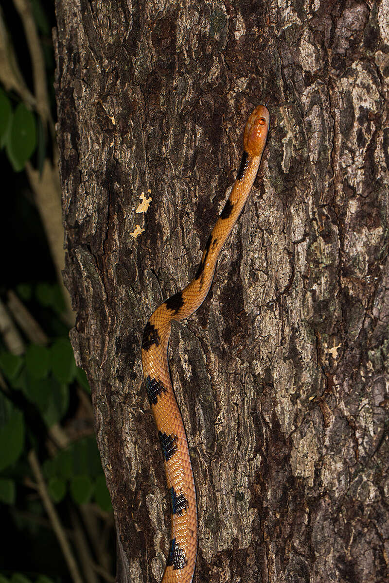 Imagem de Telescopus semiannulatus semiannulatus A. Smith 1849