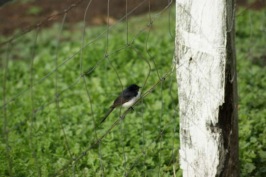 Image of Willie Wagtail