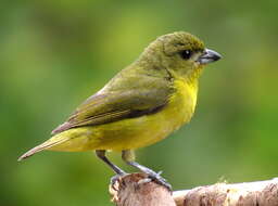 Image of Thick-billed Euphonia