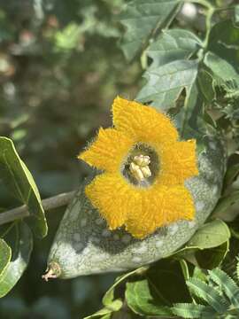 Image of bitter gourd