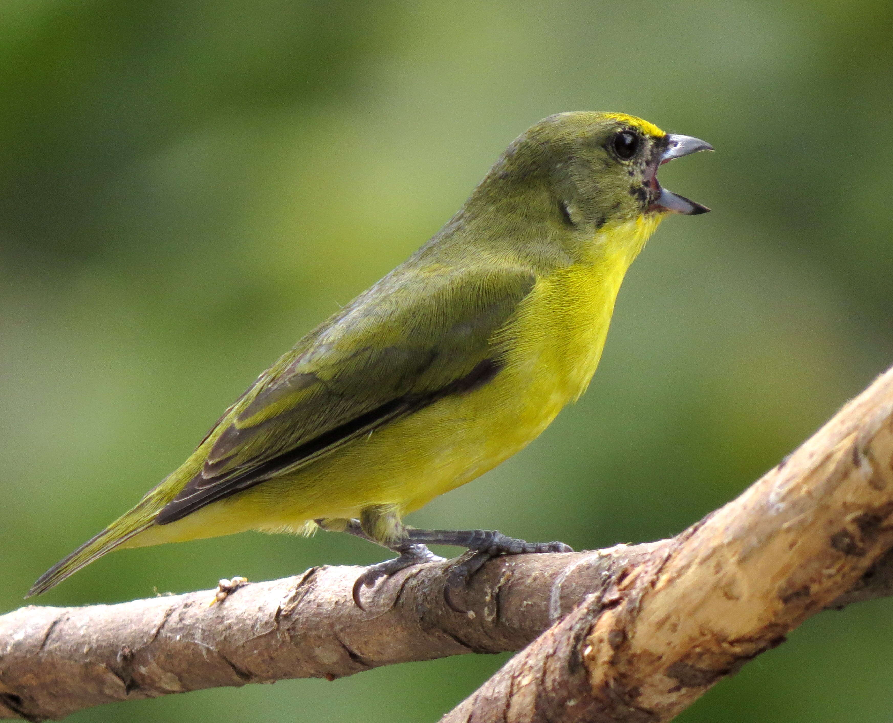 Image of Thick-billed Euphonia