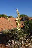 Image de Yucca angustissima var. kanabensis (McKelvey) Reveal