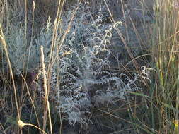 Image of field sagewort