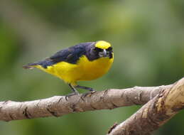 Image of Thick-billed Euphonia