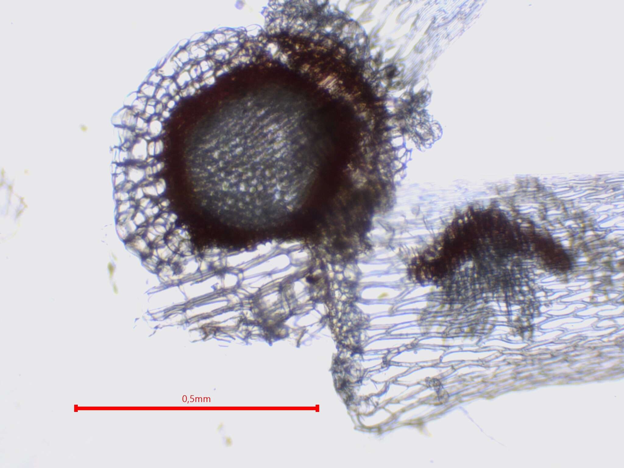 Imagem de Sphagnum subnitens Russow & Warnstorf 1888