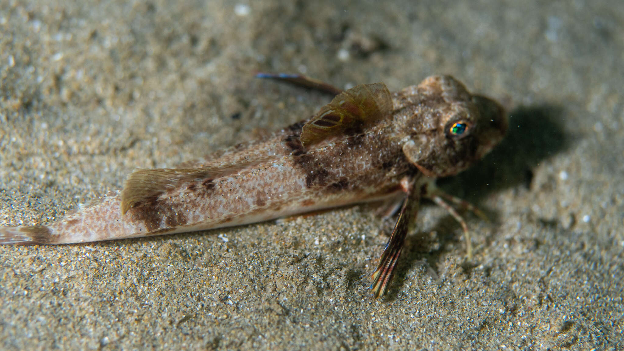 Image of Bight gurnard